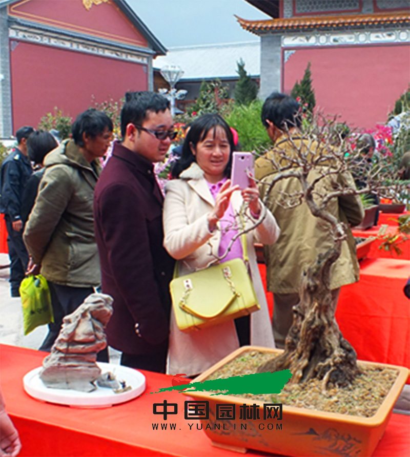 第一屆大理盆景展覽會(huì) 主題為“蒼洱神韻·大理盆景”(圖2)