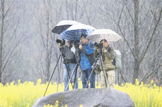 2017石臺油菜花海全國攝影作品展啟動(圖2)